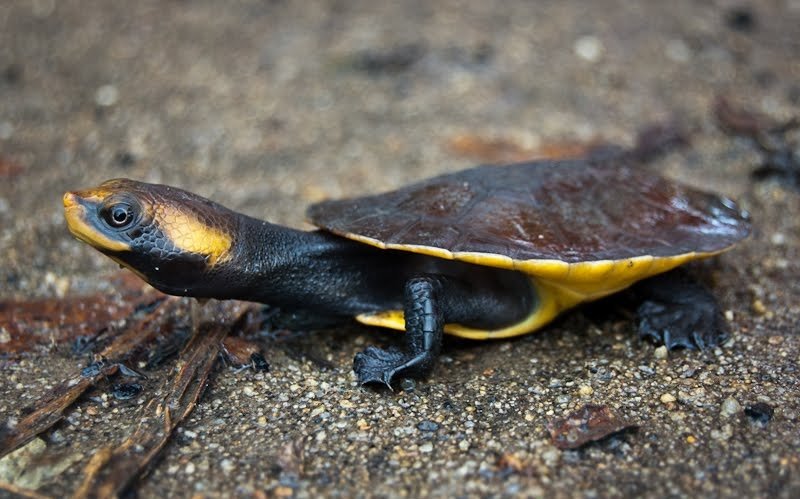 Twist-necked Turtle 2