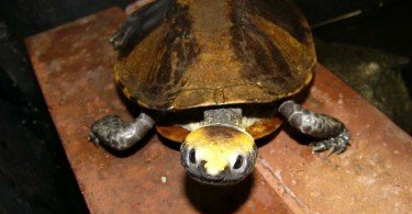 Twist-necked Turtle 5