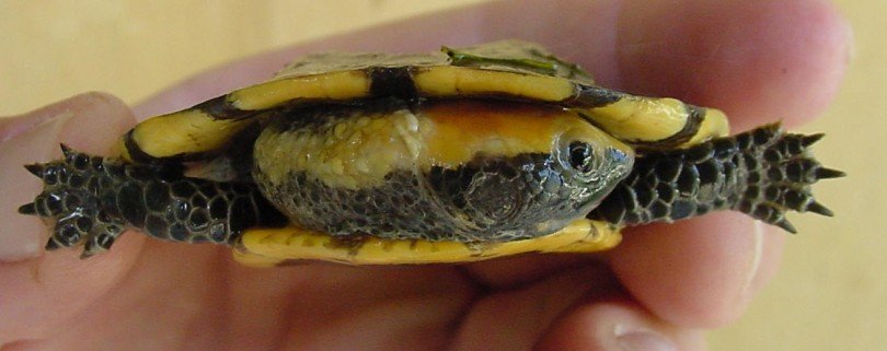 Twist-necked Turtle