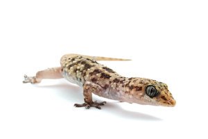 Akdeniz Ev Geckosu
