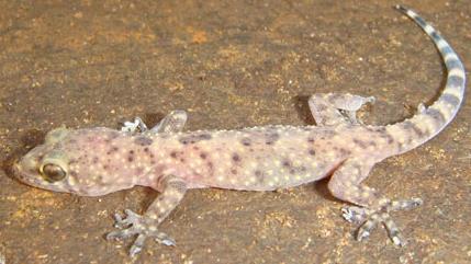 Akdeniz Ev Geckosu