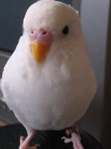 Albino (Beyaz) Muhabbet Kuşu