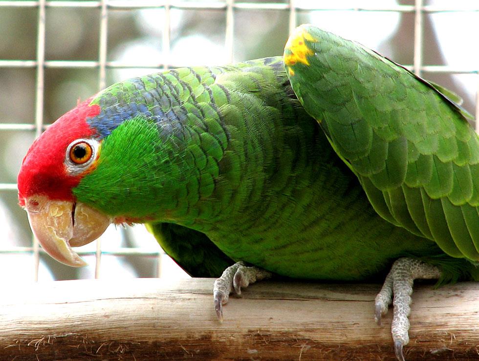 Amazon Papağanı 2