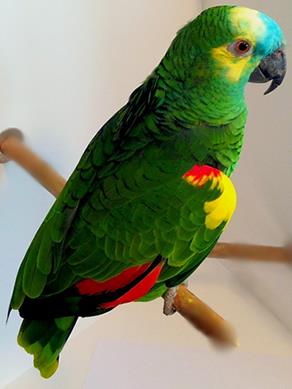 Amazon Papağanı