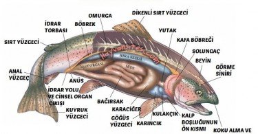 Balık Anatomisi