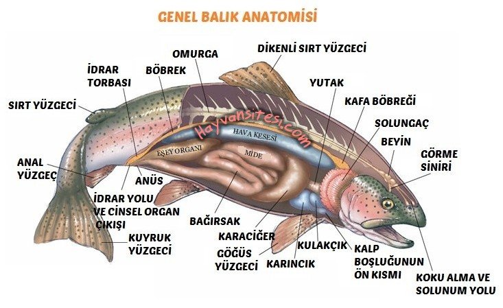 Balık Anatomisi