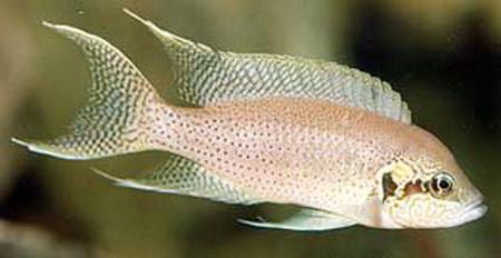 Brichardi Ciklet Balığı