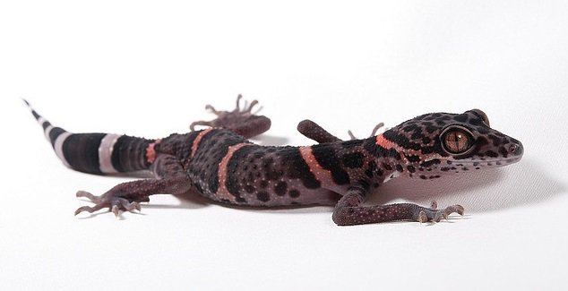 Chinese Banded Gecko