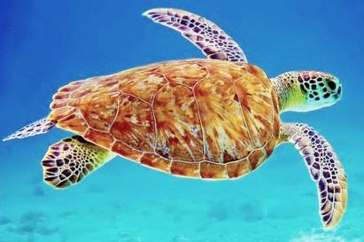 Deniz Kaplumbağaları