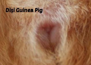 Dişi Guinea Pig