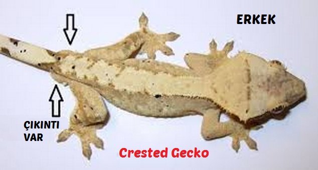 Erkek Crested Gecko