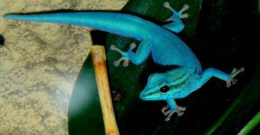 Erkek Electric Blue Day Gecko