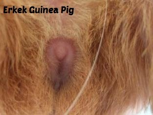 Erkek Guinea Pig