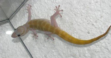 Golden Gecko 3