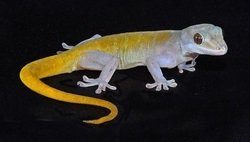 Golden Gecko 4