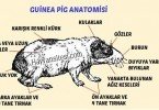 Guinea Pig Anatomisi