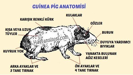 Guinea Pig Anatomisi