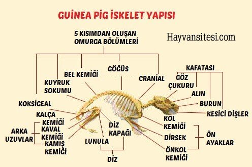 Guinea Pig İskelet Yapısı