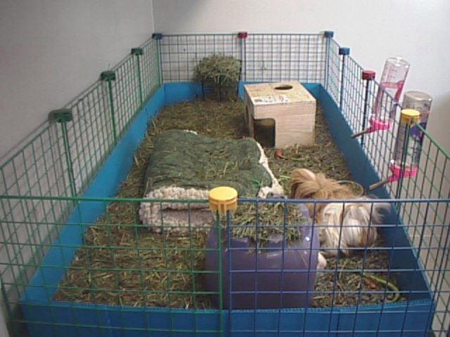 Guinea Pig Kafesi 2