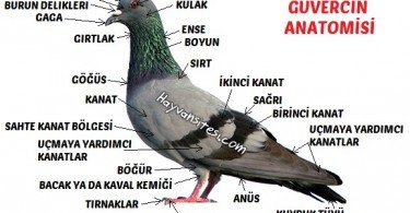Güvercin Anatomisi