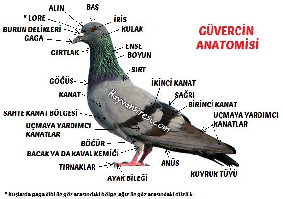 Güvercin Anatomisi