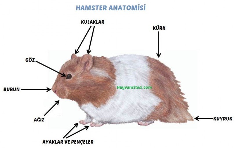 Hamster Anatomisi
