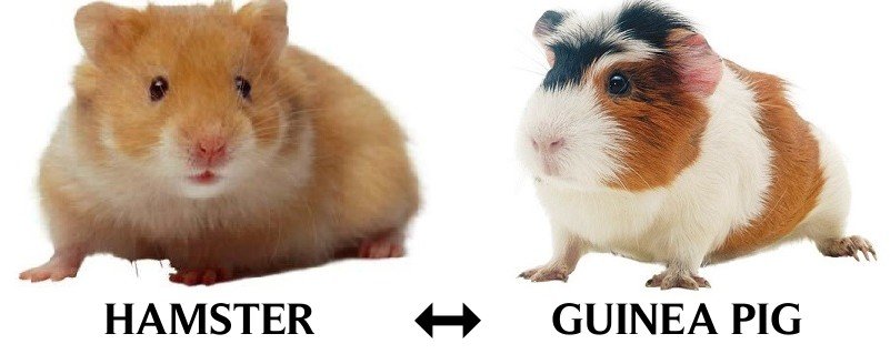 Guinea Pig mi, Hamster mı?