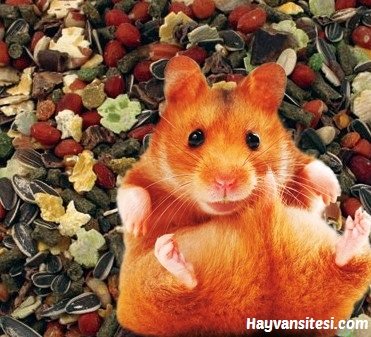 Evde Hamster Yemi Nasıl Hazırlanır?