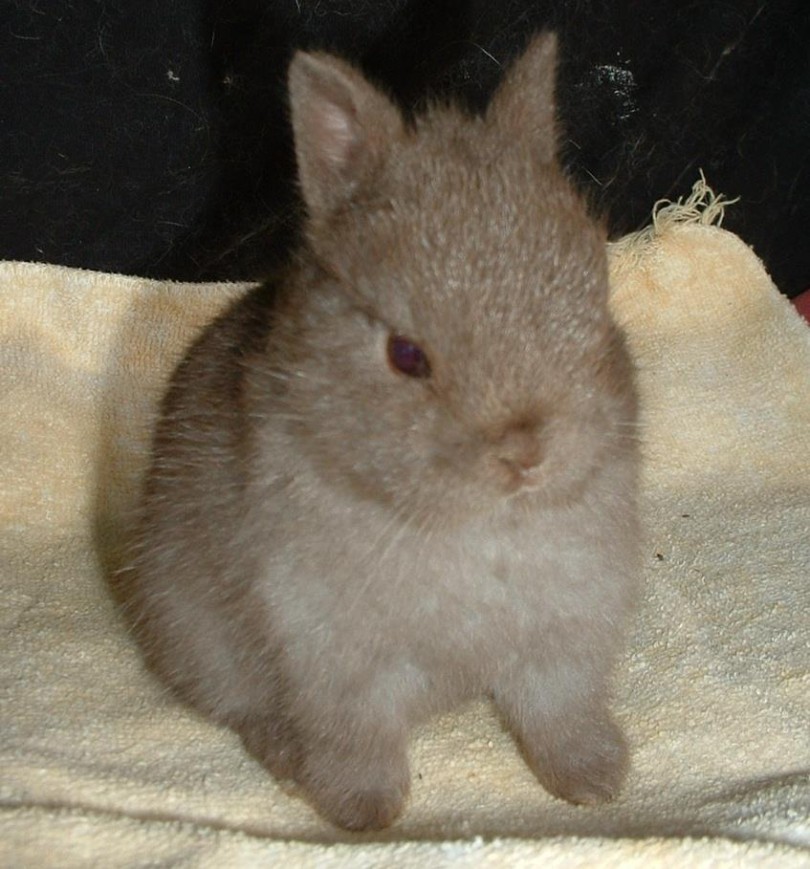 Hollanda Cüce Tavşanı