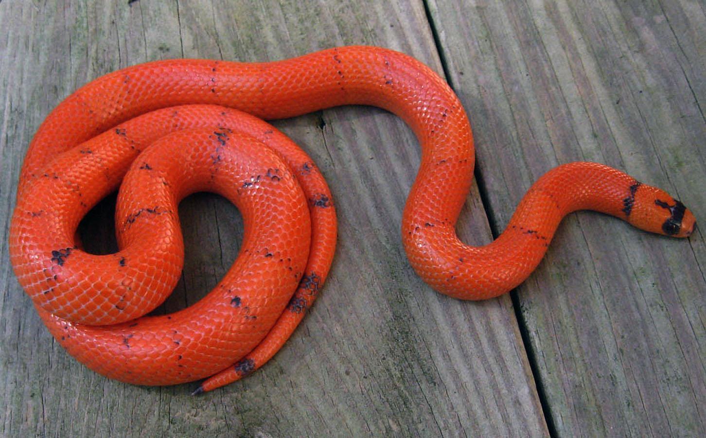 Honduran Milk Snake