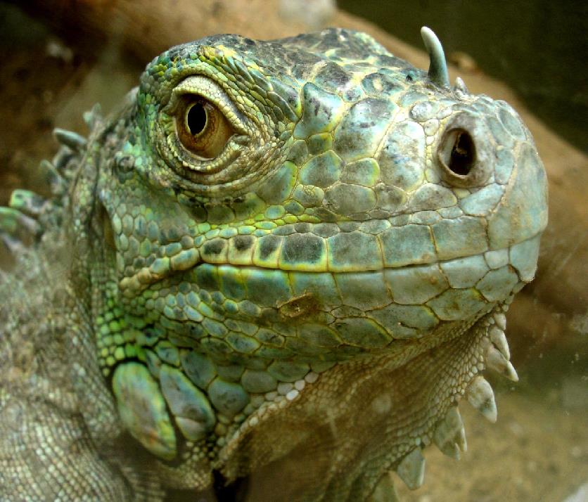 iguana-bakimi