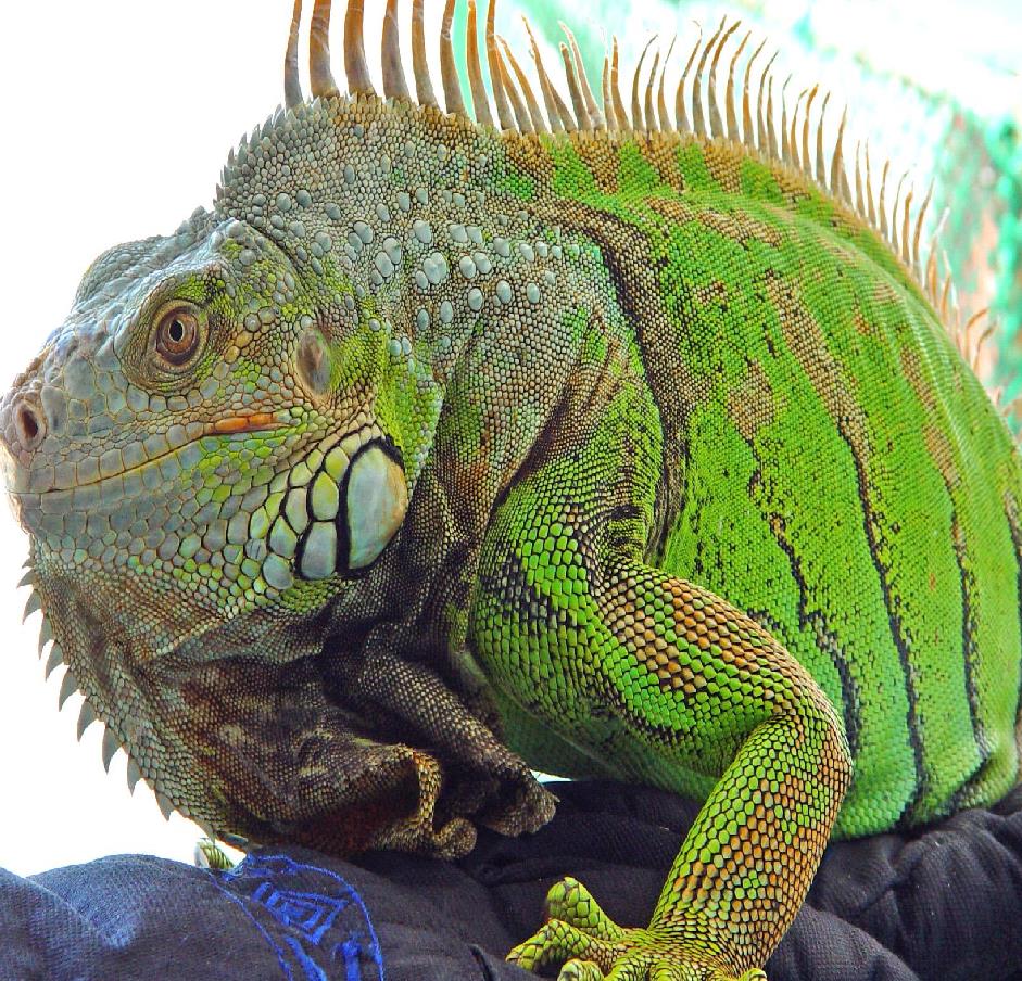 iguana-beslenme