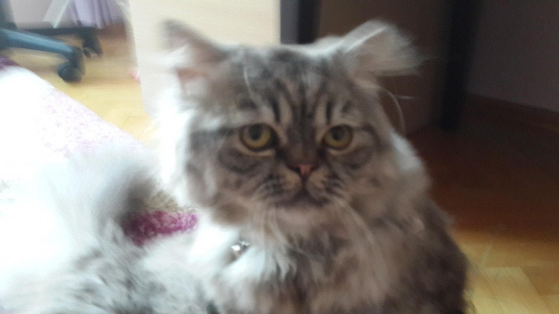 Kedi Resimleri