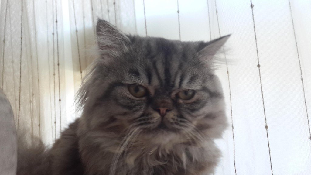 Kedi Resimleri