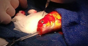 Japon balığı tümör ameliyatı oldu