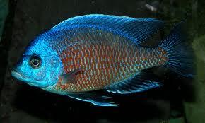 Kadango Ciklet Balığı