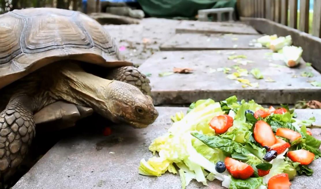 Obur Kaplumbağa'nın Öğlen Yemeği