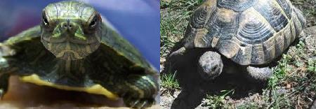 Kaplumbağalar Nasıl Taşınır?