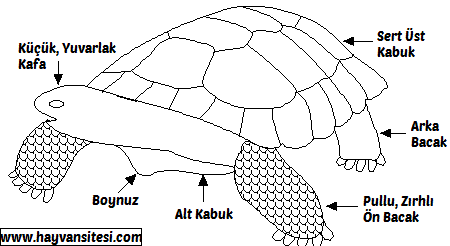 Kara Kaplumbağası Anatomisi