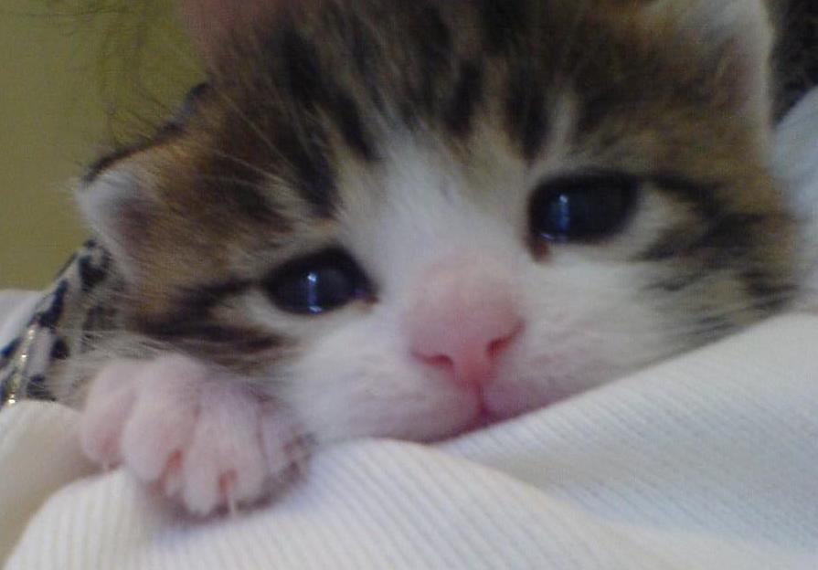 Kedi Resimleri