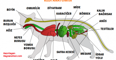 Kedi Anatomisi