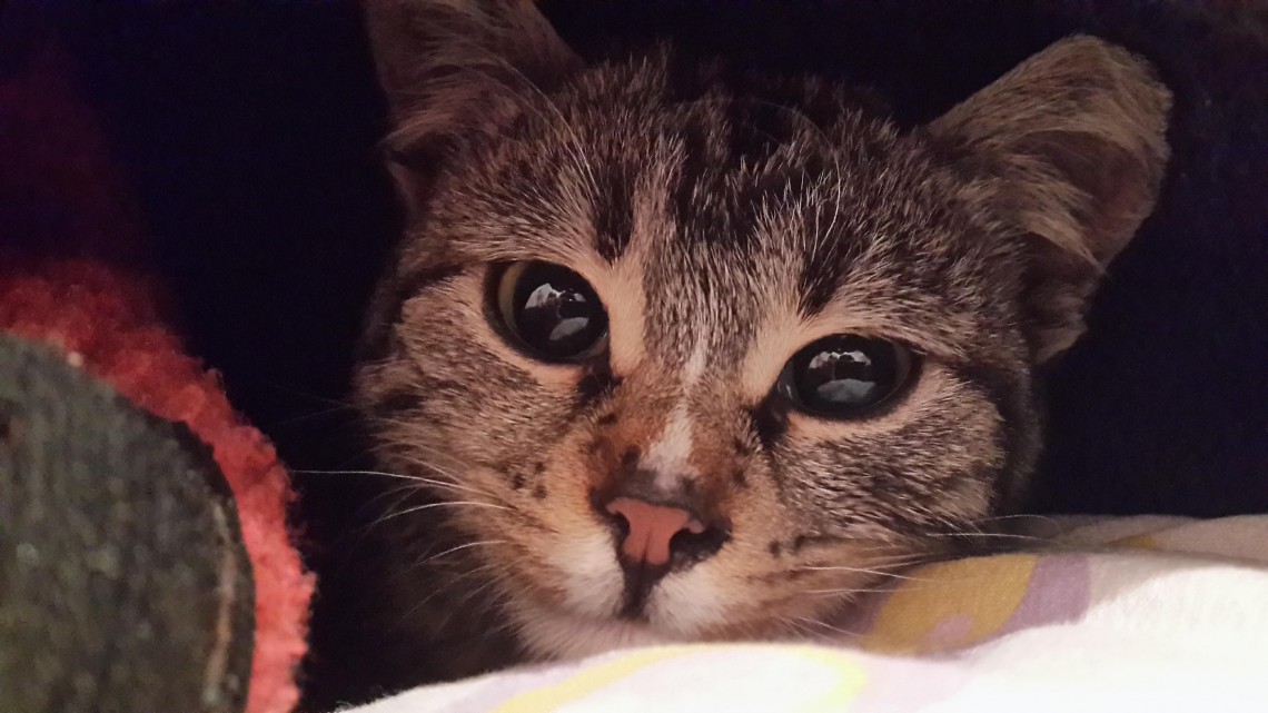 Kedi Resimleri