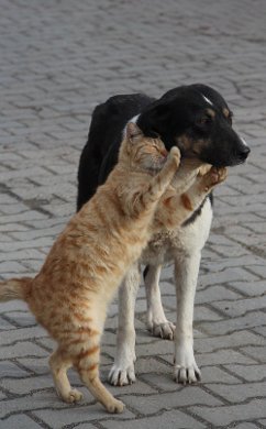 Köpek ve Kedi'nin İlginç Dostluğu 1