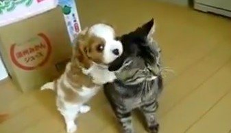Kedi - Köpek Dostluğu 3