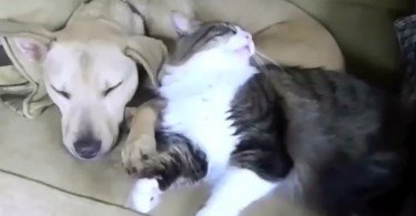 Kedi - Köpek Dostluğu