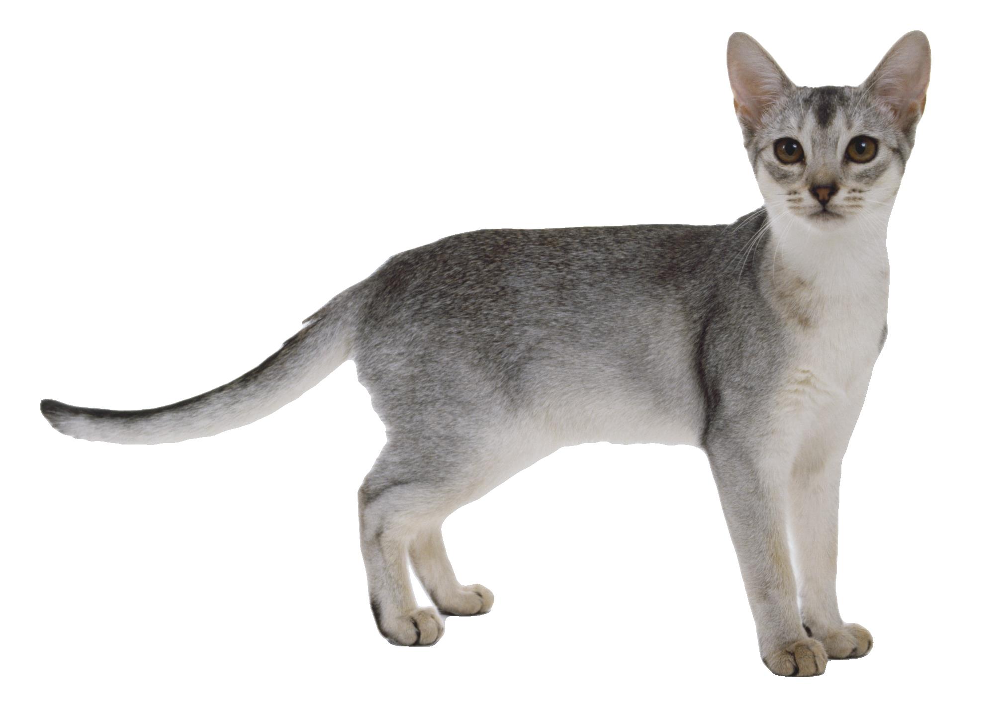Kedi Resimleri