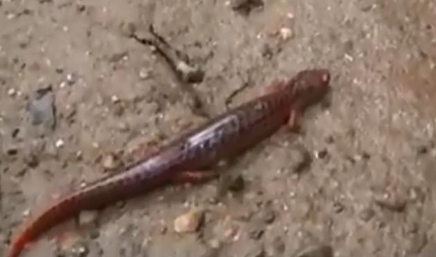 Kırmızı Semender (Red Salamander)