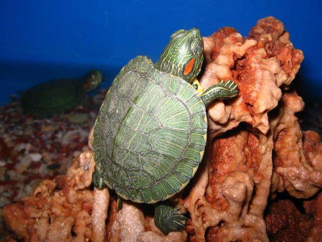 Kırmızı Yanaklı Su Kaplumbağaları