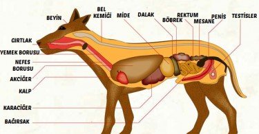 Köpek Anatomisi
