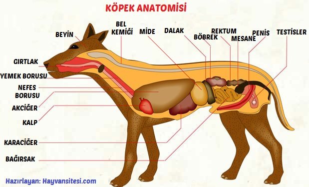 Köpek Anatomisi